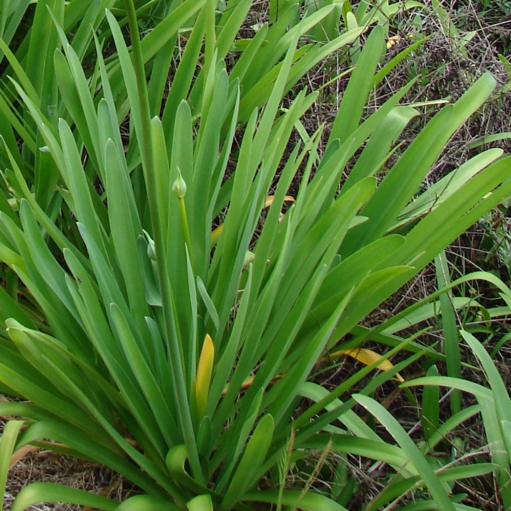 Agapanthe ou agapanthus campanulatus var albidus