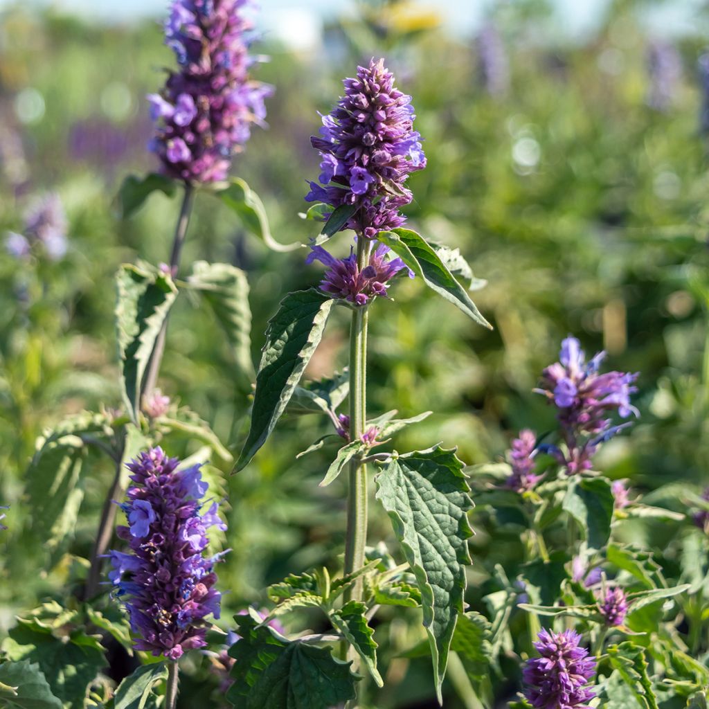 Agastache Blue Boa