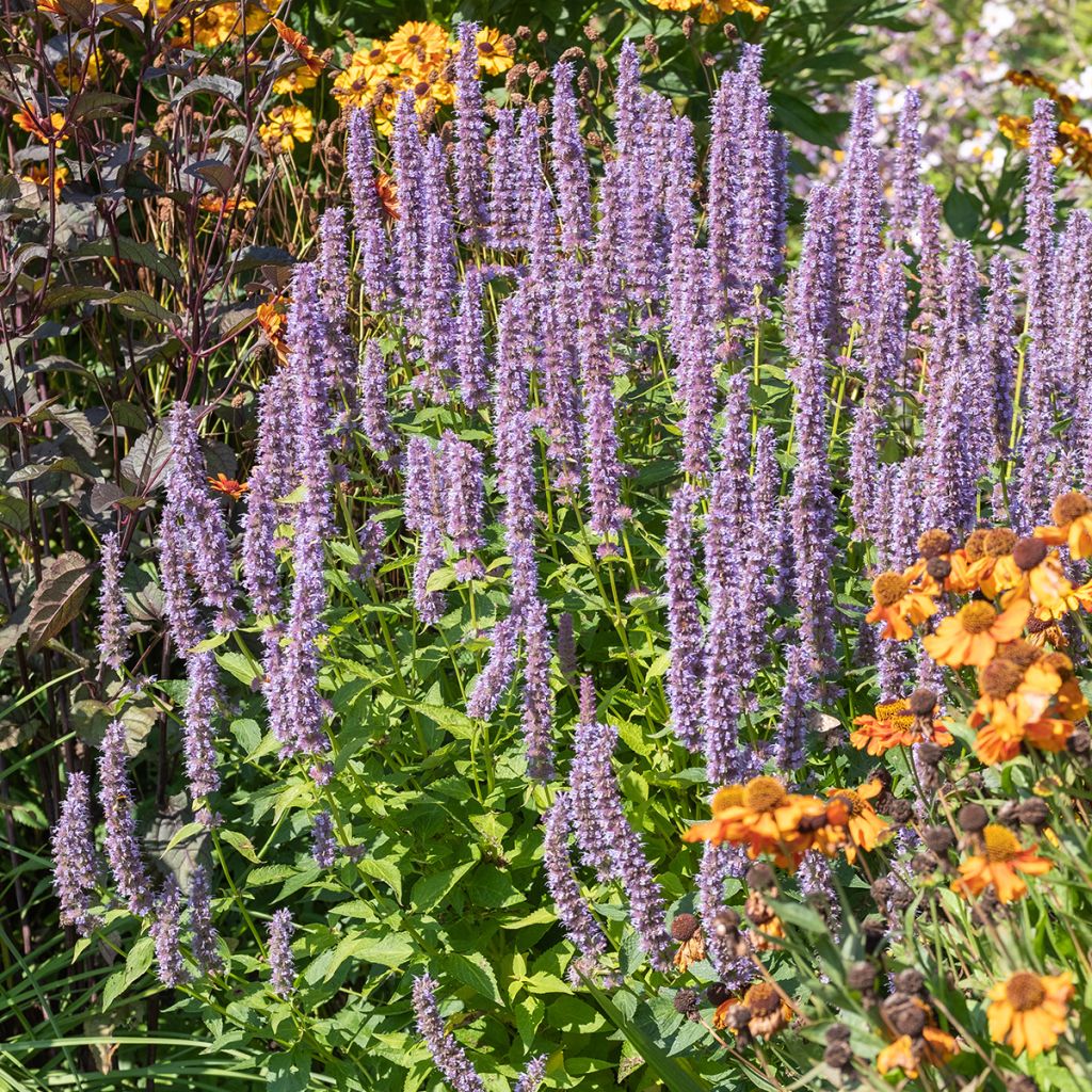 Agastache x rugosa Blue Fortune