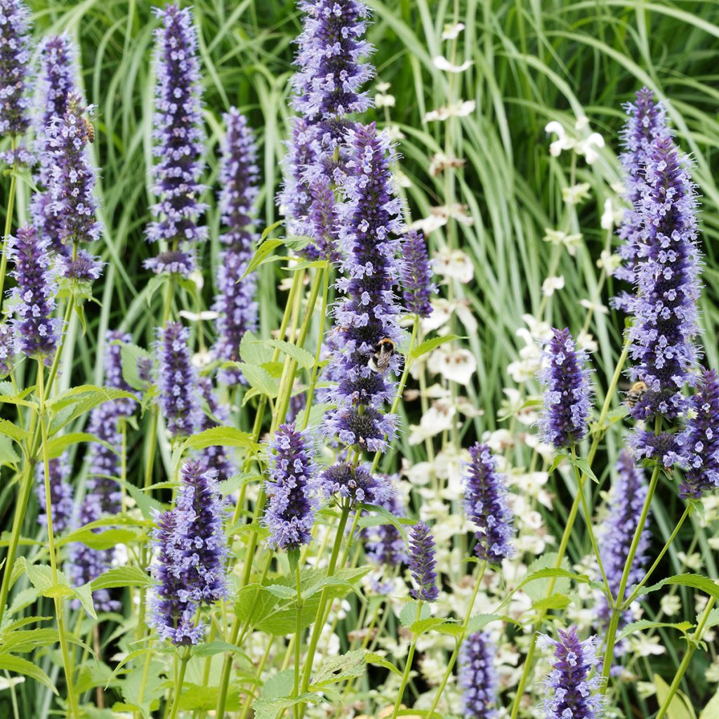 Agastache x rugosa Blue Fortune