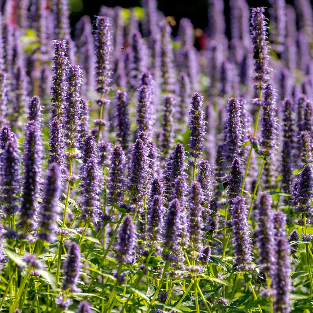 Agastache x rugosa Blue Fortune