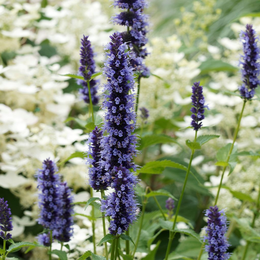 Agastache x rugosa Blue Fortune