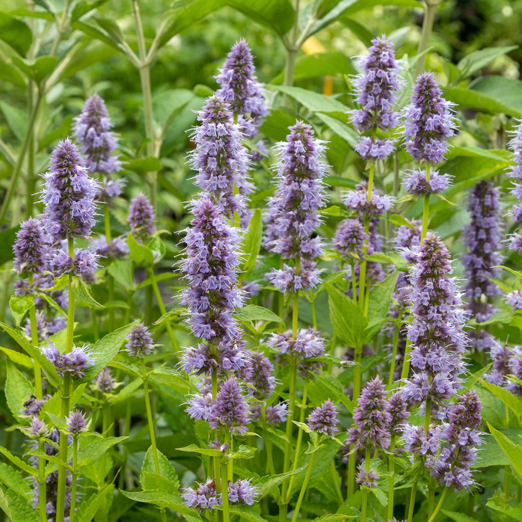 Agastache x rugosa Blue Fortune