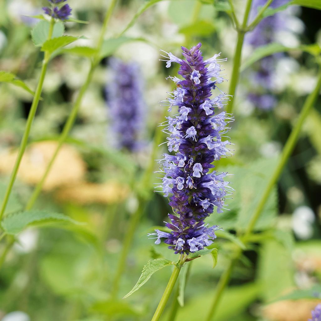 Agastache x rugosa Blue Fortune