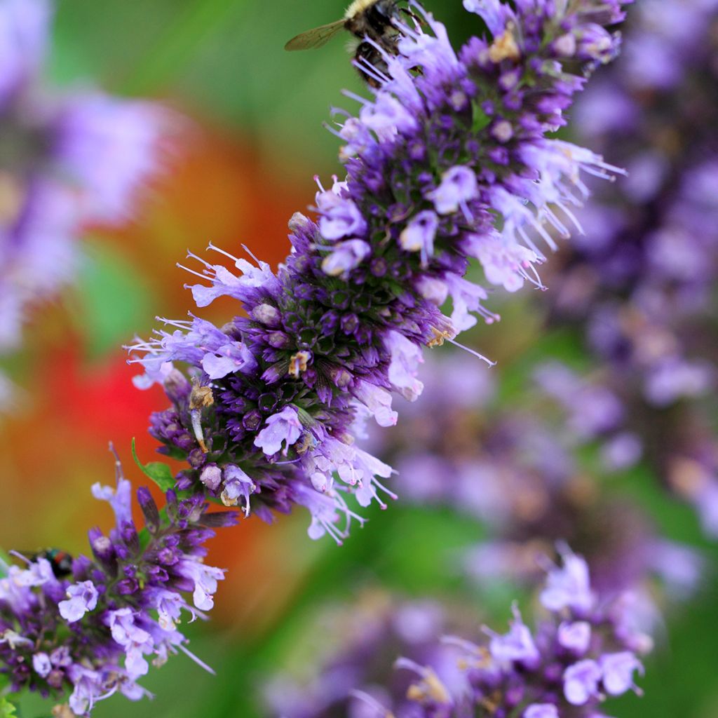 Agastache x rugosa Blue Fortune