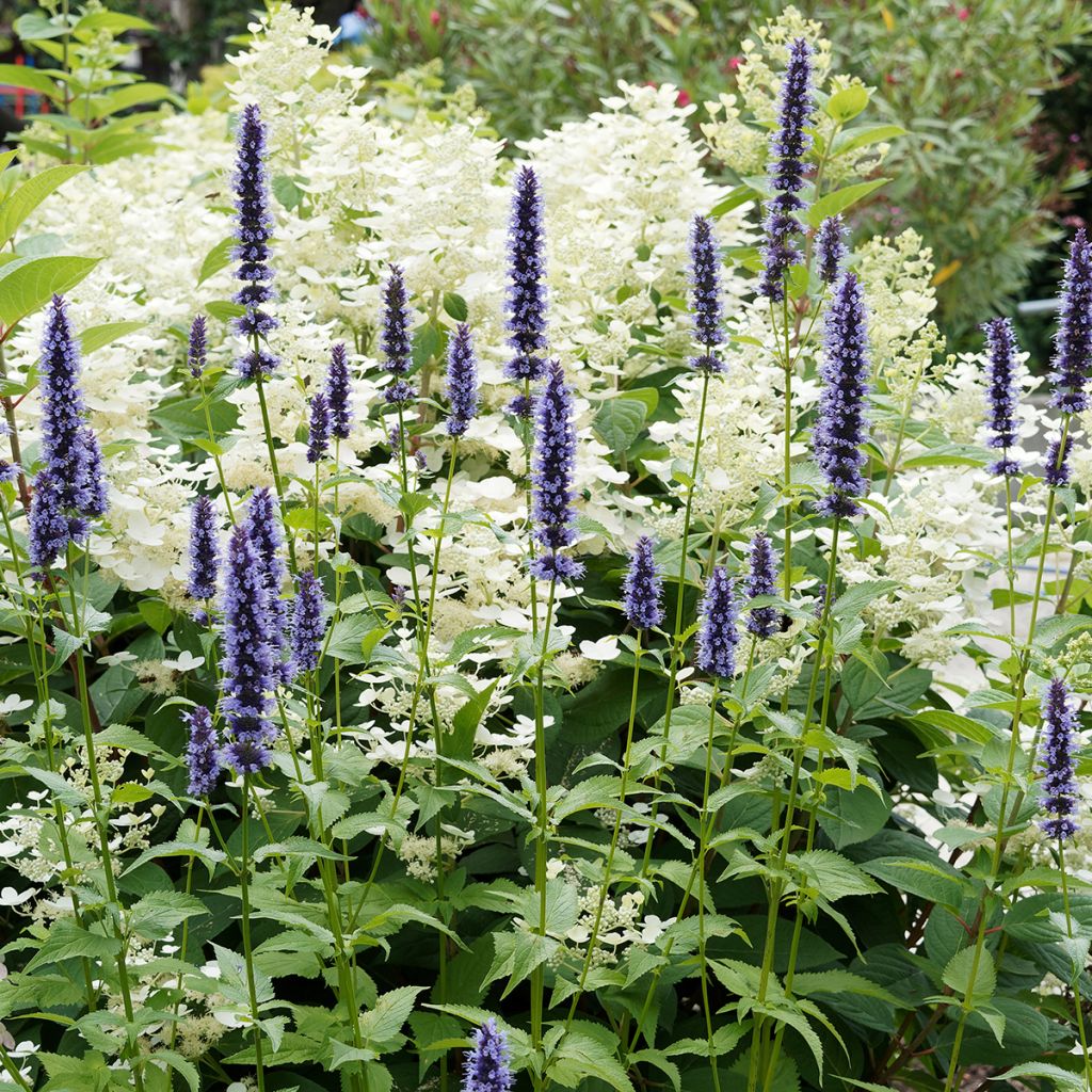 Agastache x rugosa Blue Fortune