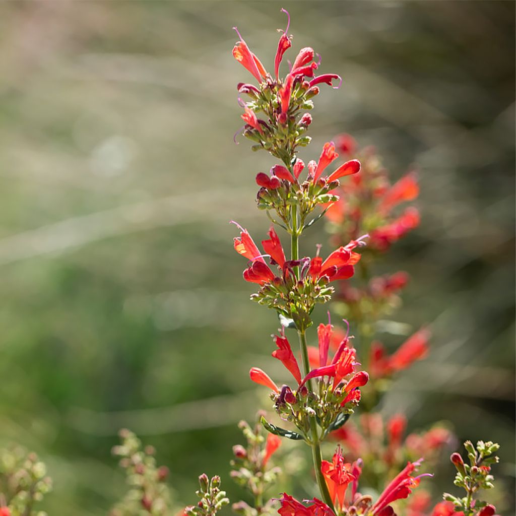 Agastache Kudos Red