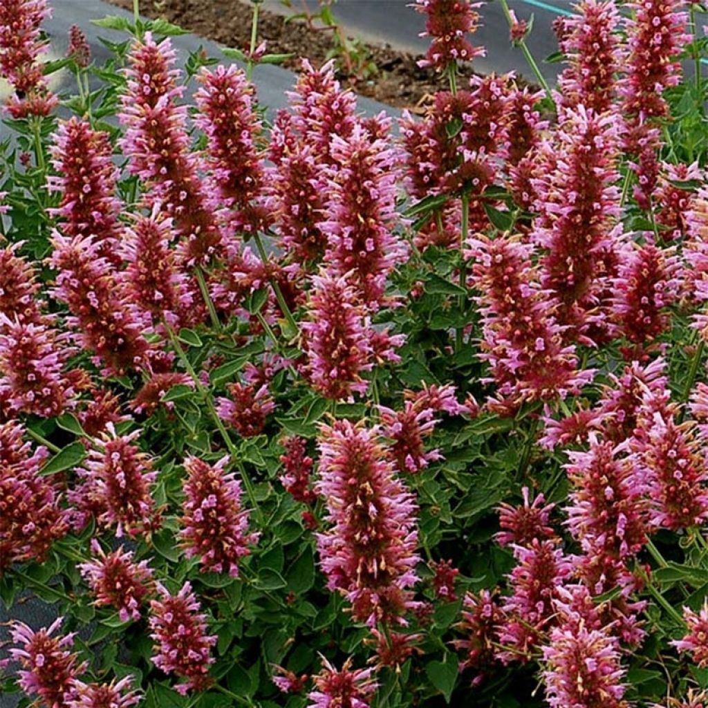 Agastache Poquito Lavender - Agastache hybride