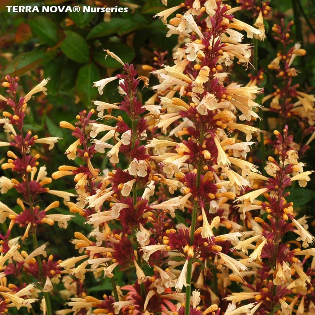 Agastache Summer Glow