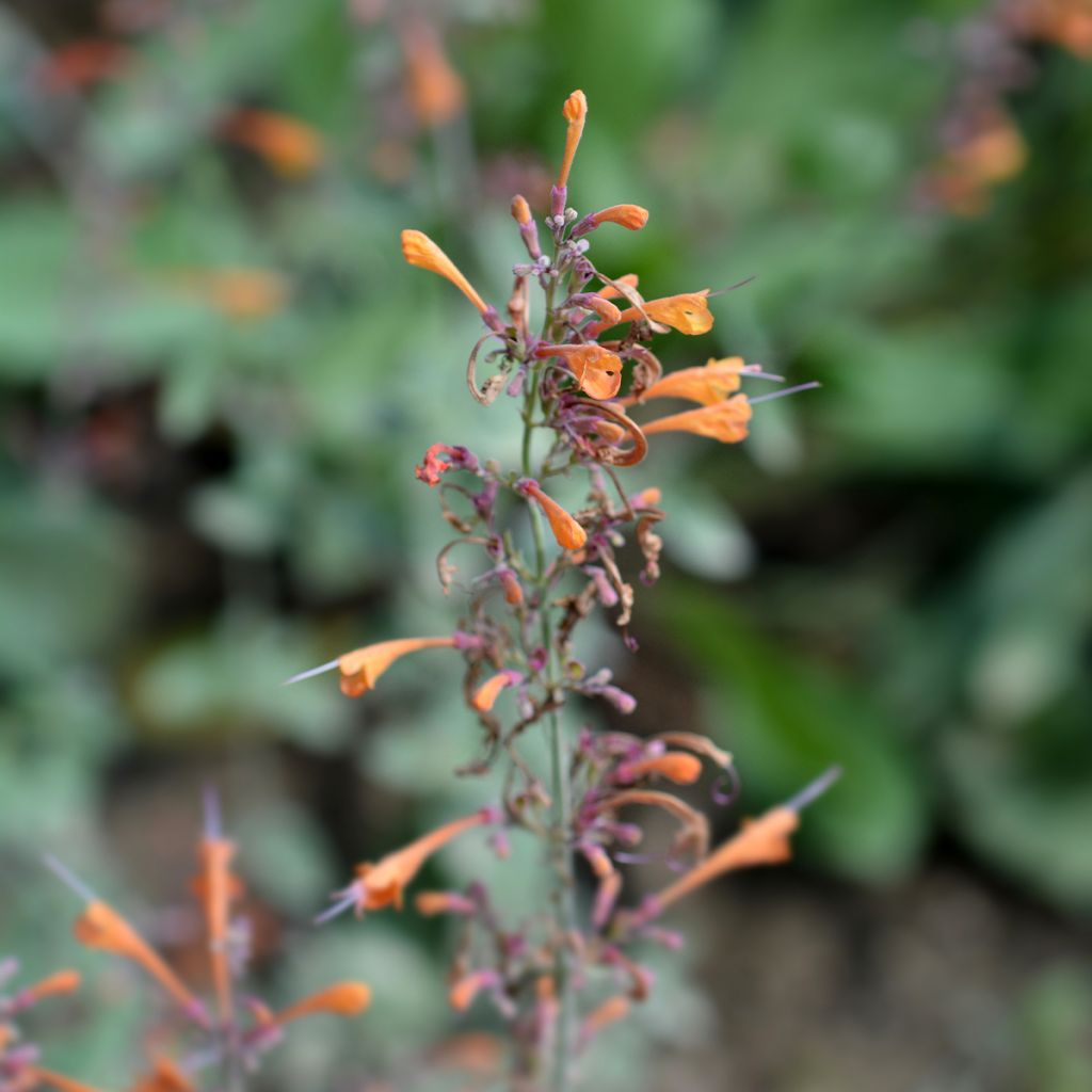 Agastache aurantiaca Apricot Sprite - Agastache dorée