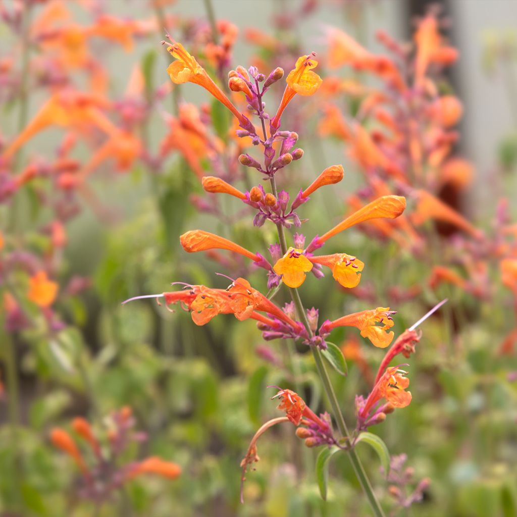 Agastache aurantiaca Apricot Sprite - Agastache dorée