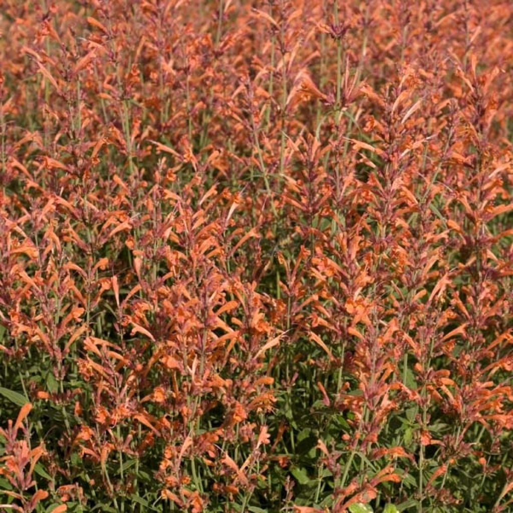 Agastache Barberi Firebird