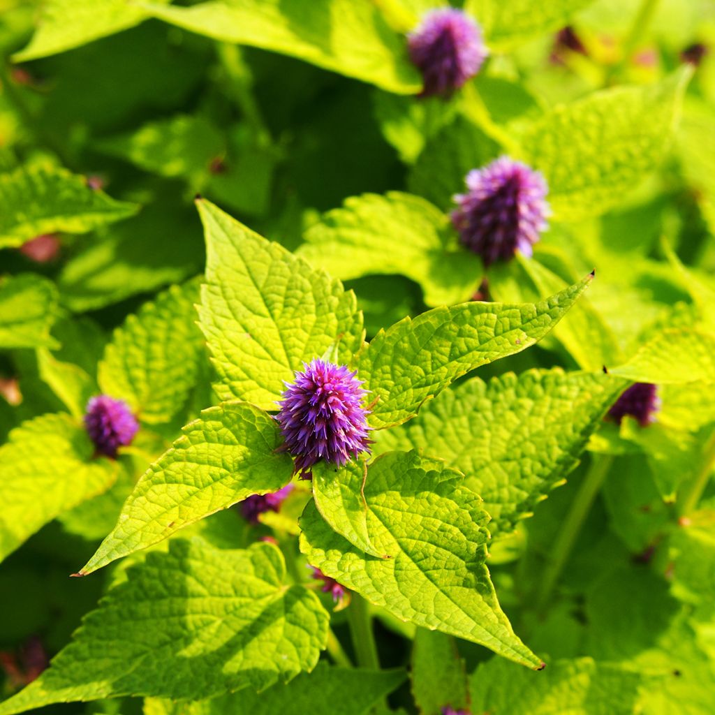 Agastache foeniculum Golden Jubilee