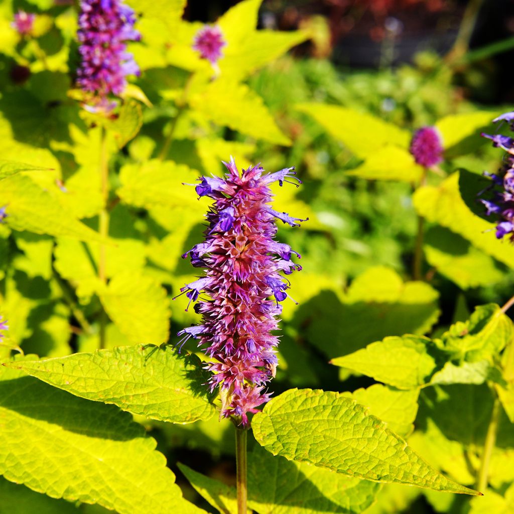 Agastache foeniculum Golden Jubilee