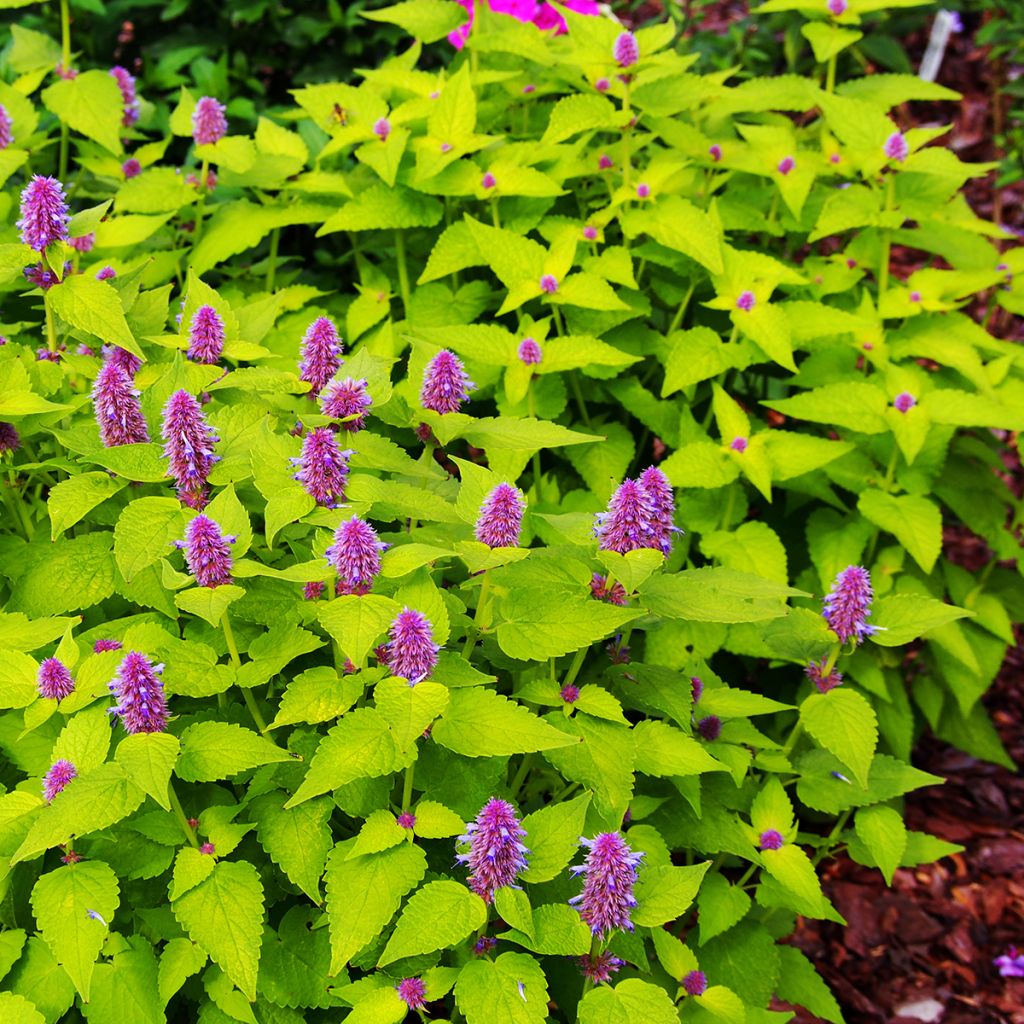 Agastache foeniculum Golden Jubilee