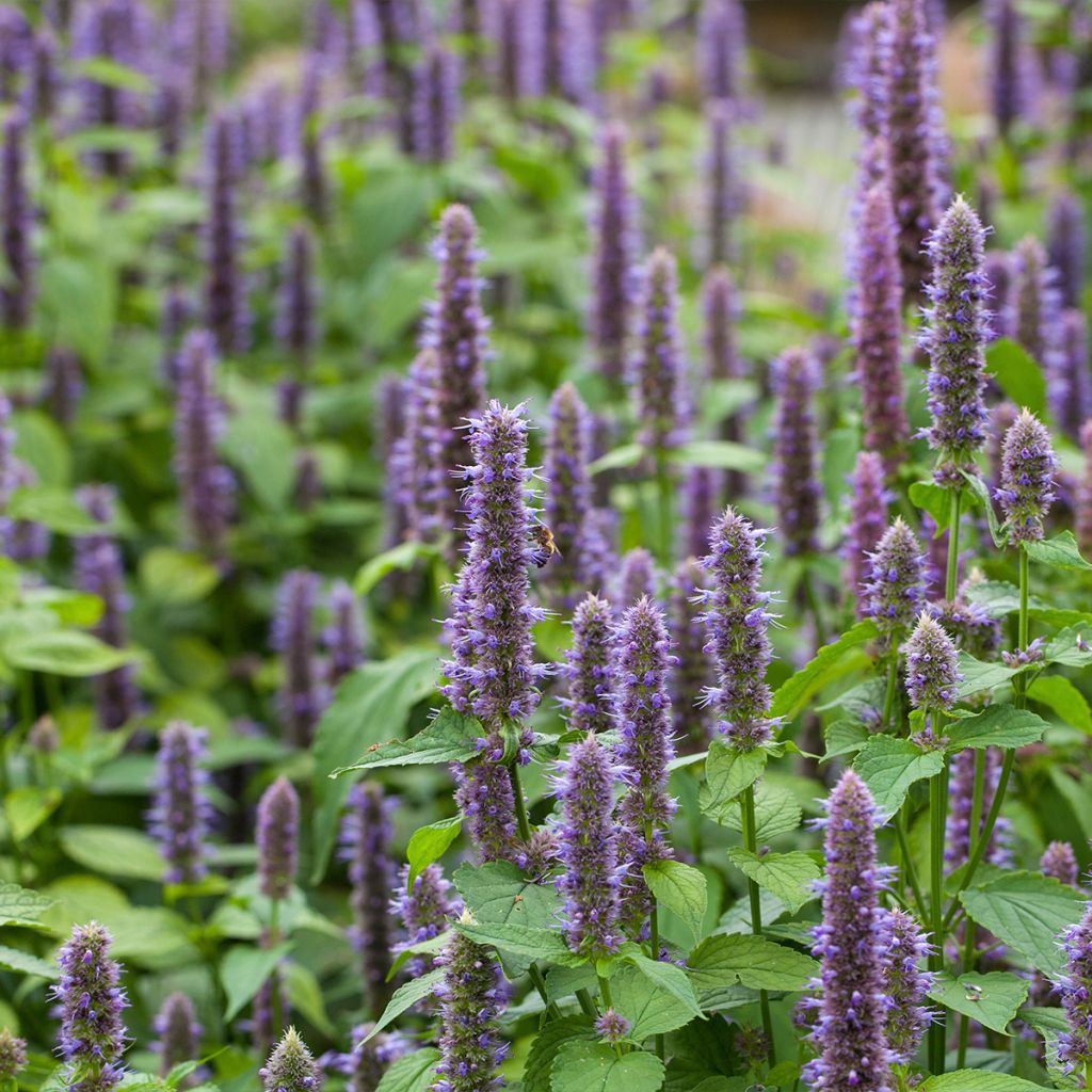 Agastache foeniculum (anisata) - Anis hysope 