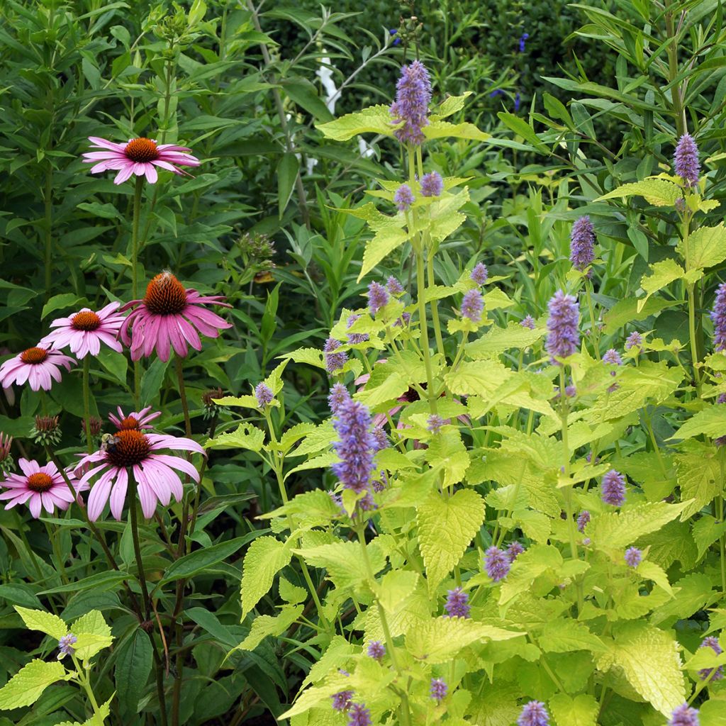 Graines d'Agastache foeniculum Golden Jubilee