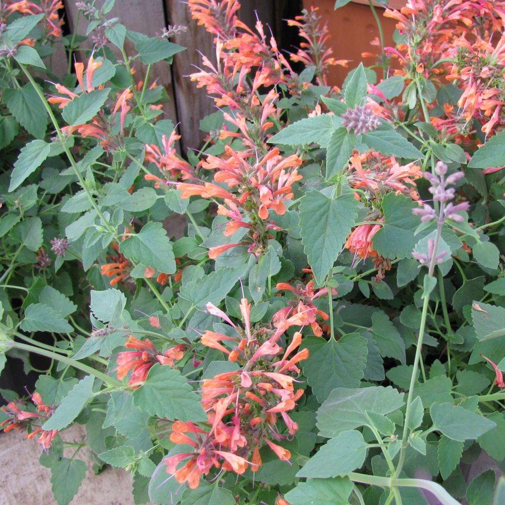 Agastache rupestris