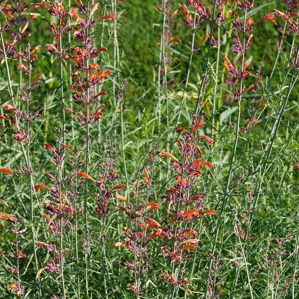 Agastache rupestris 