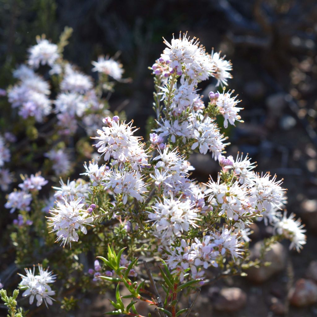 Agathosma capensis - Buchu du Cap