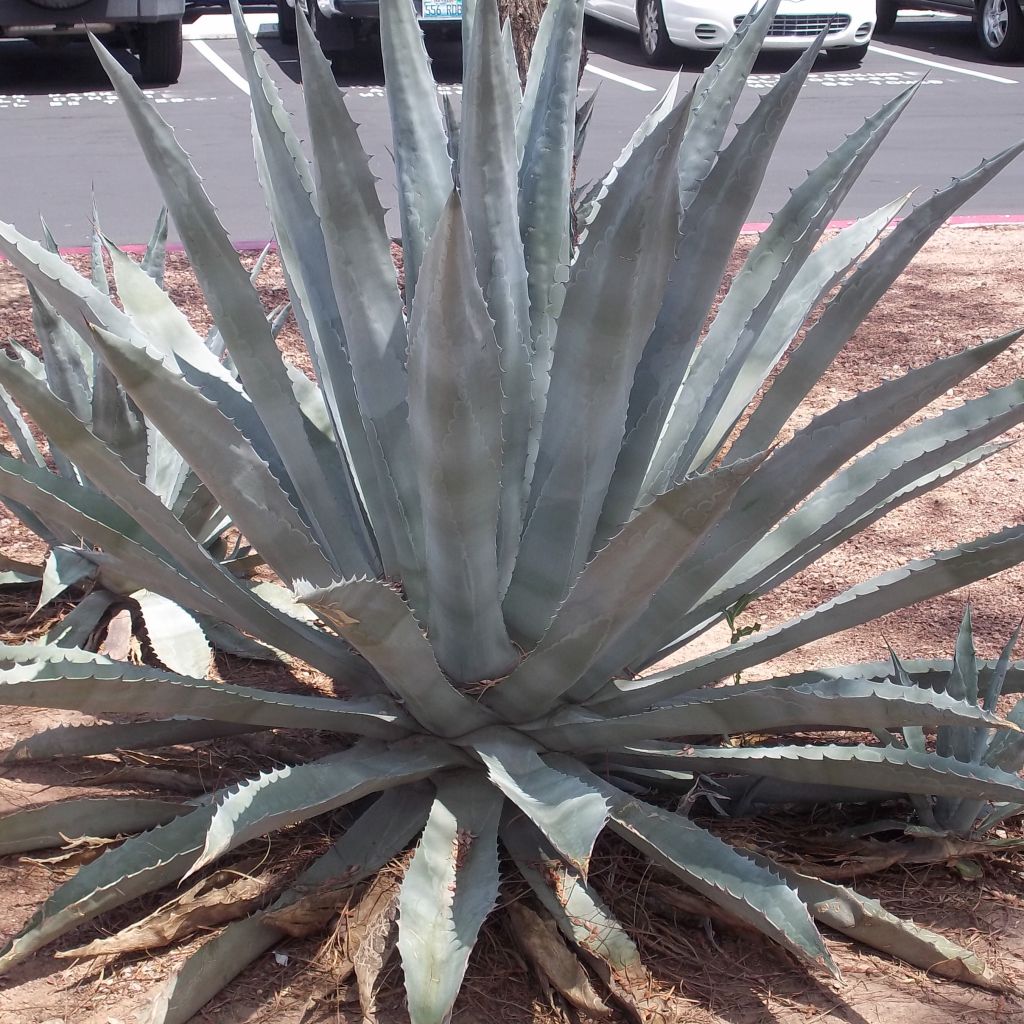 Agave americana - Agave d'Amérique