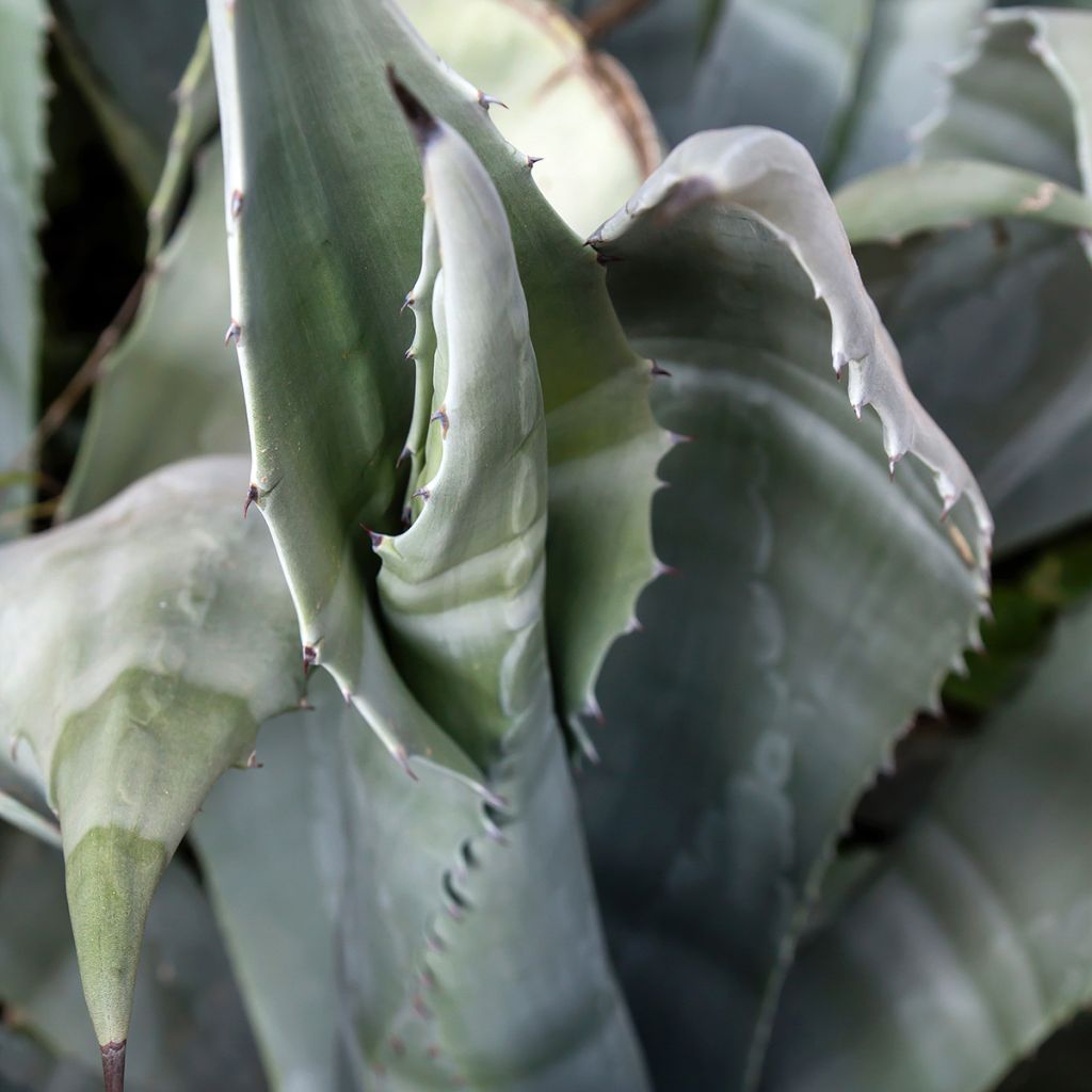 Agave americana