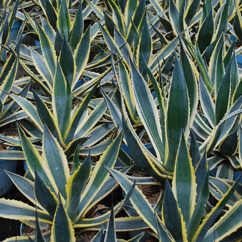 Agave americana Variegata - Agave d'Amérique panachée.