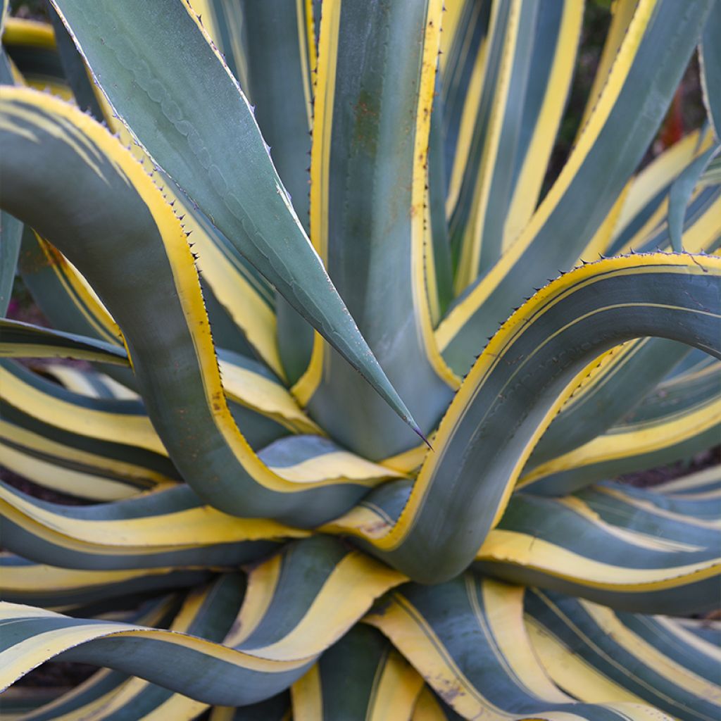 Agave americana Variegata - American Agave