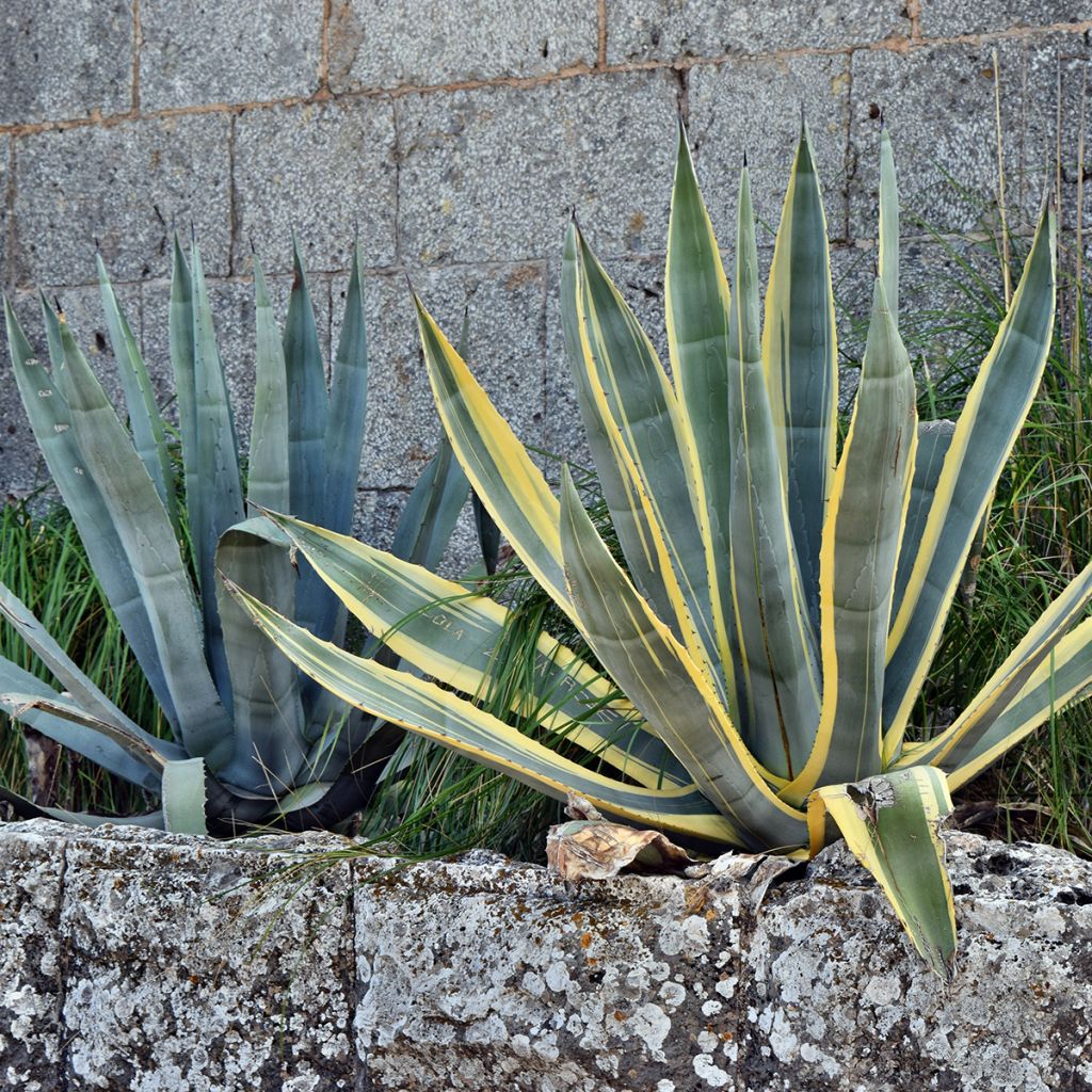 Agave americana Variegata - American Agave