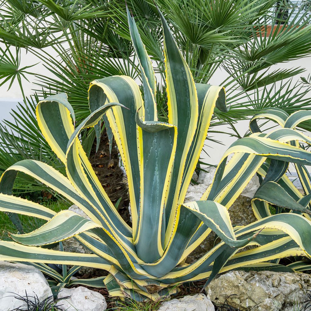 Agave americana Variegata - American Agave