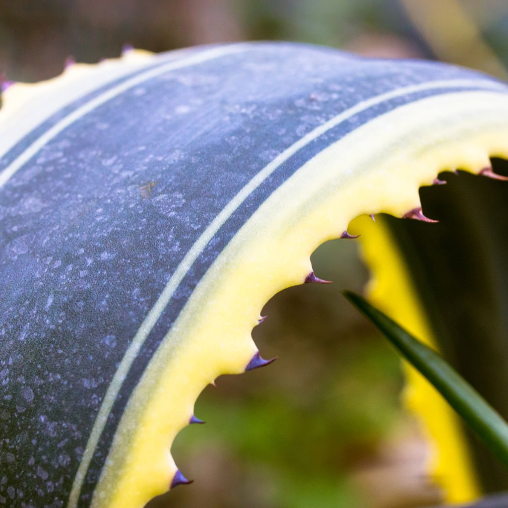 Agave americana Variegata - American Agave