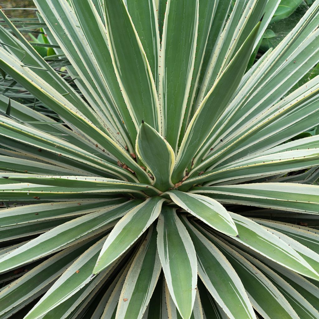 Agave angustifolia Marginata