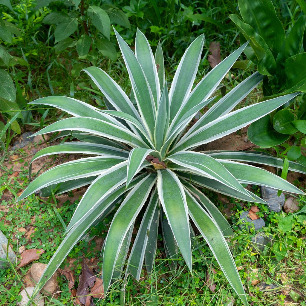 Agave angustifolia Marginata