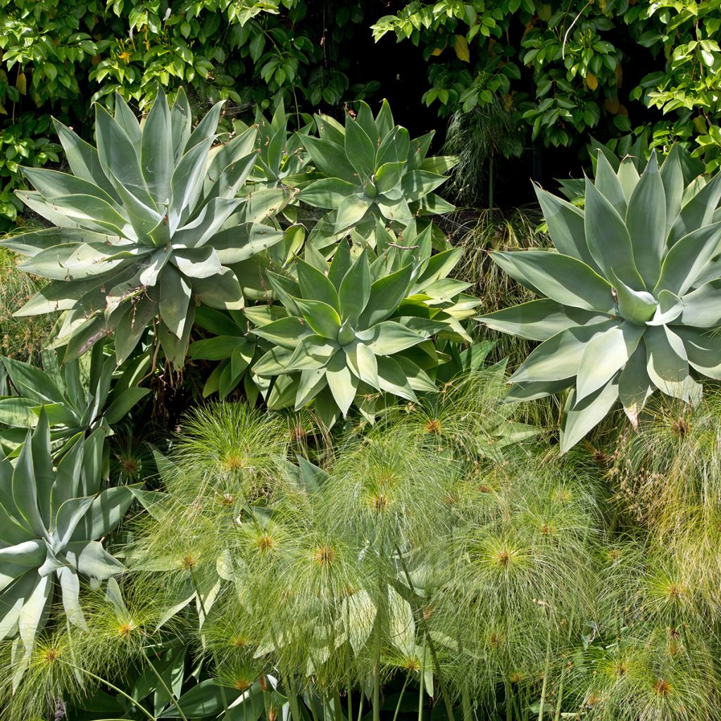 Agave attenuata