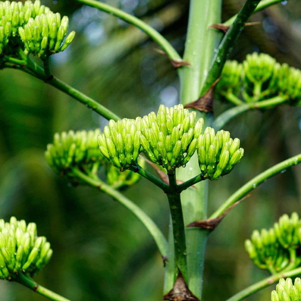 Agave chrysantha - Goldenflower century plant