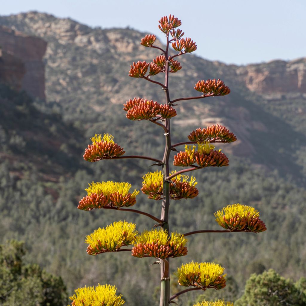 Agave chrysantha - Goldenflower century plant