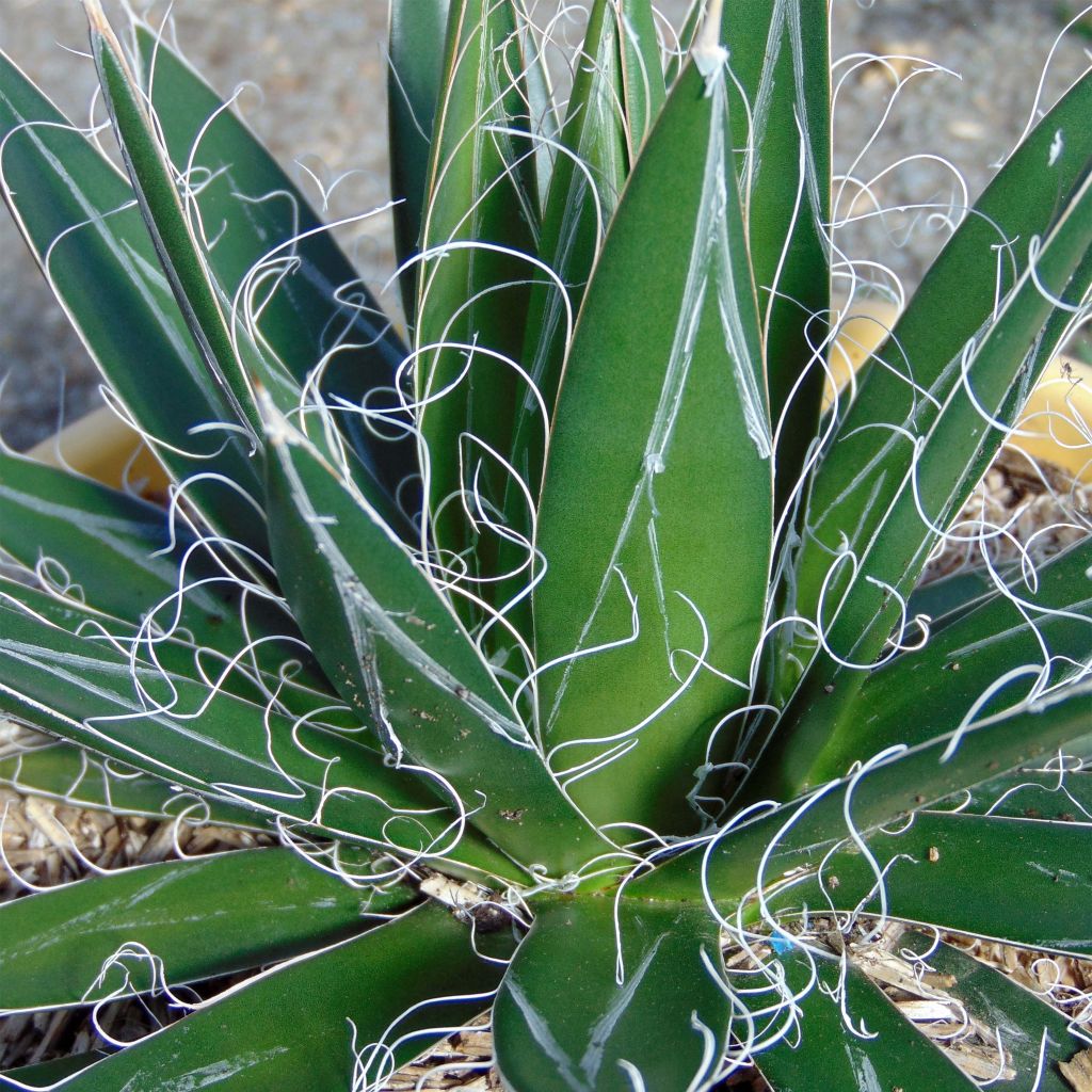 Agave filifera