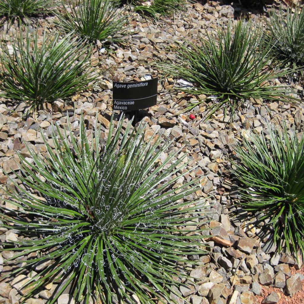 Agave geminiflora - Agave