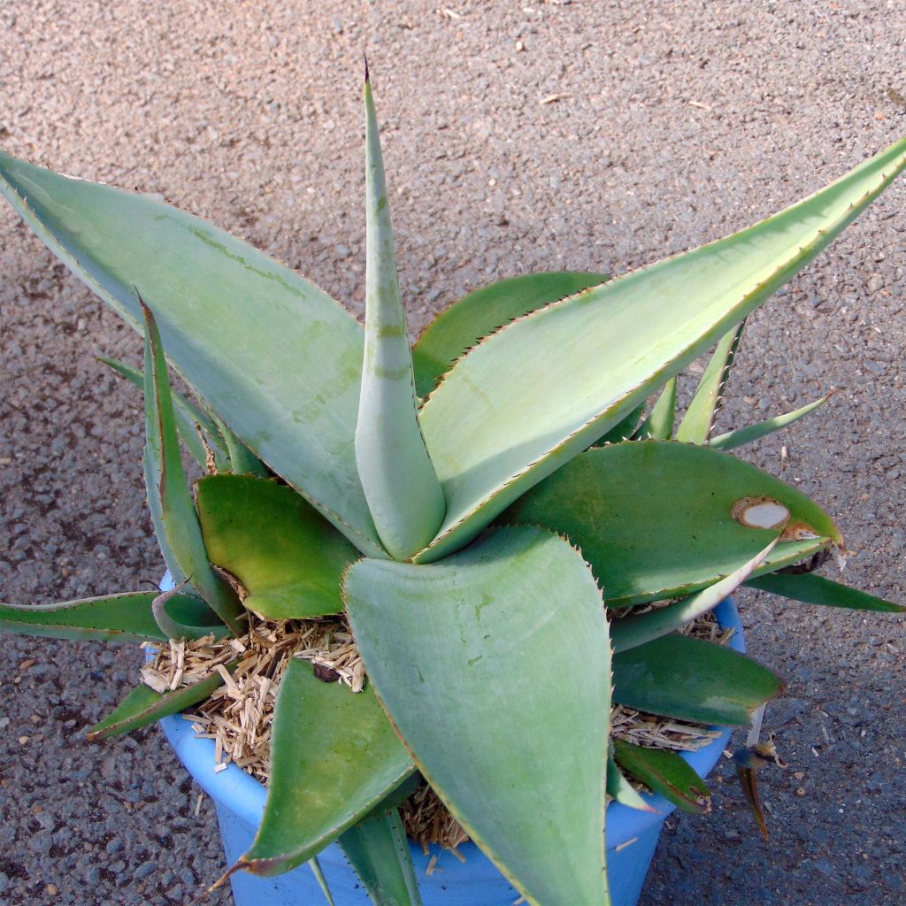 Agave guiengola