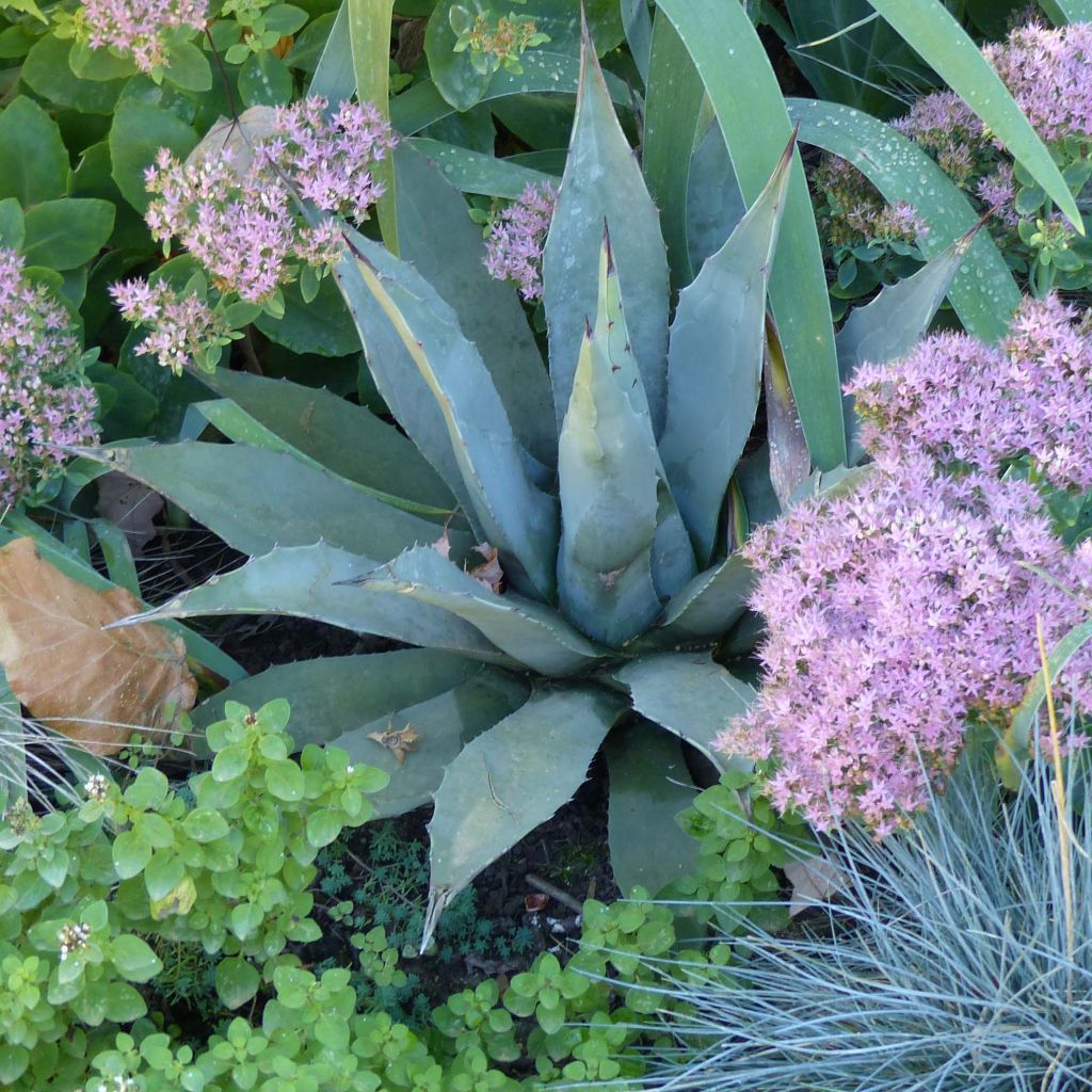 Agave havardiana - Agave de Havard