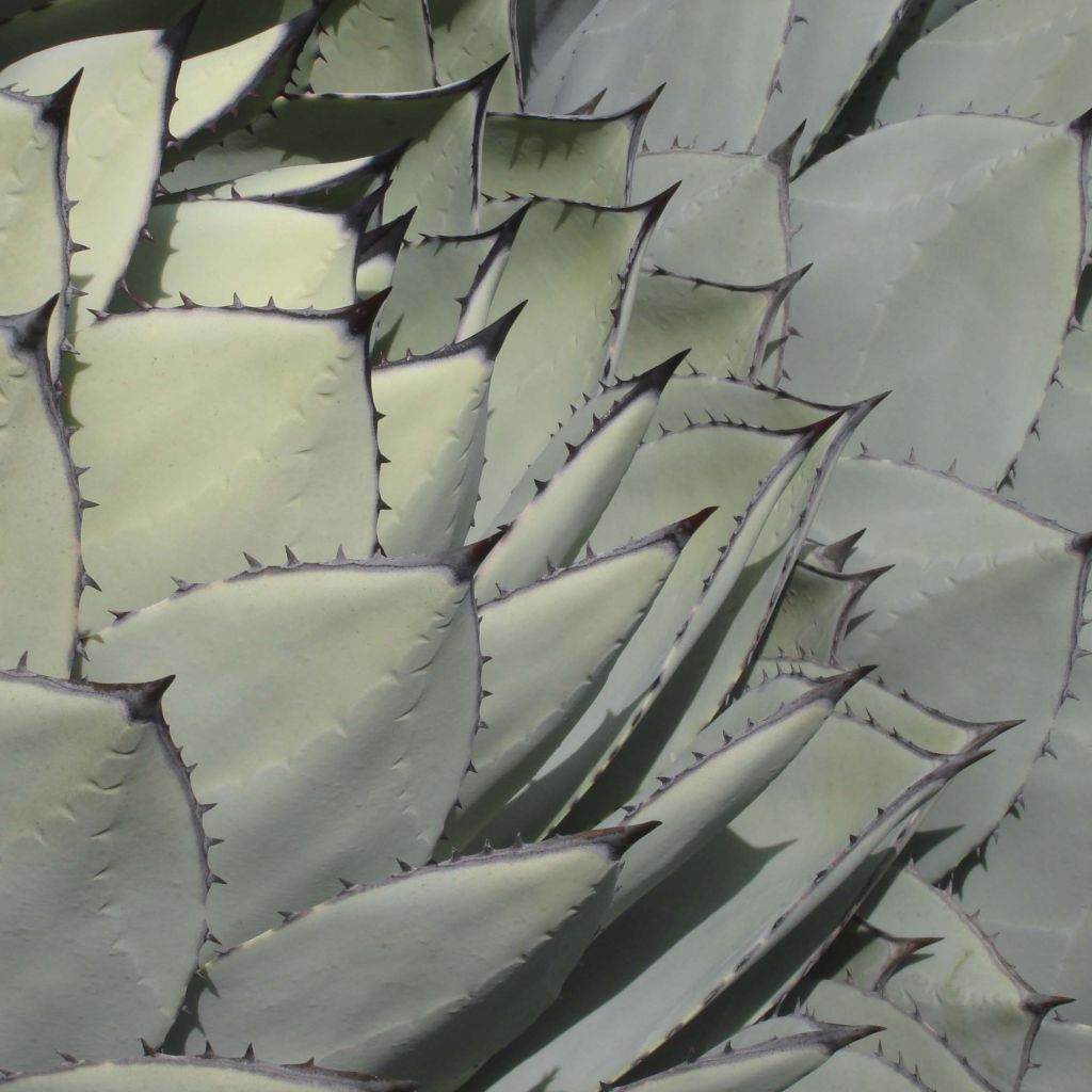 Agave parryi Huachucensis - Agave de Parry