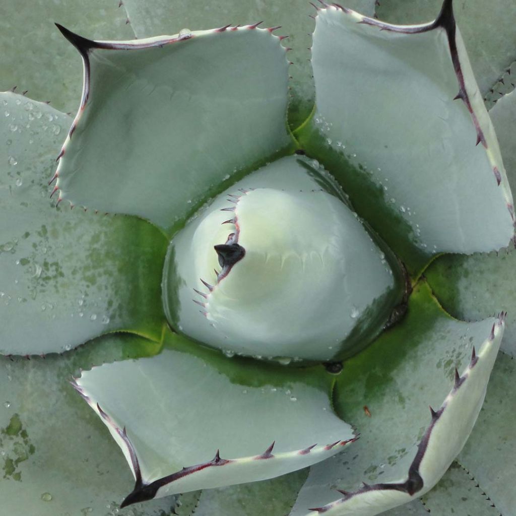 Agave parryi Truncata - Agave de Parry