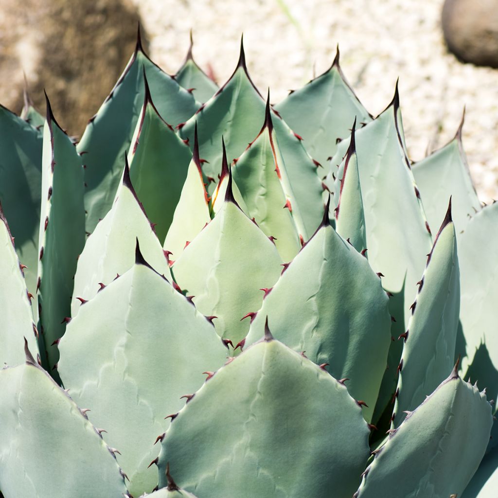 Agave parryi var. huachucensis