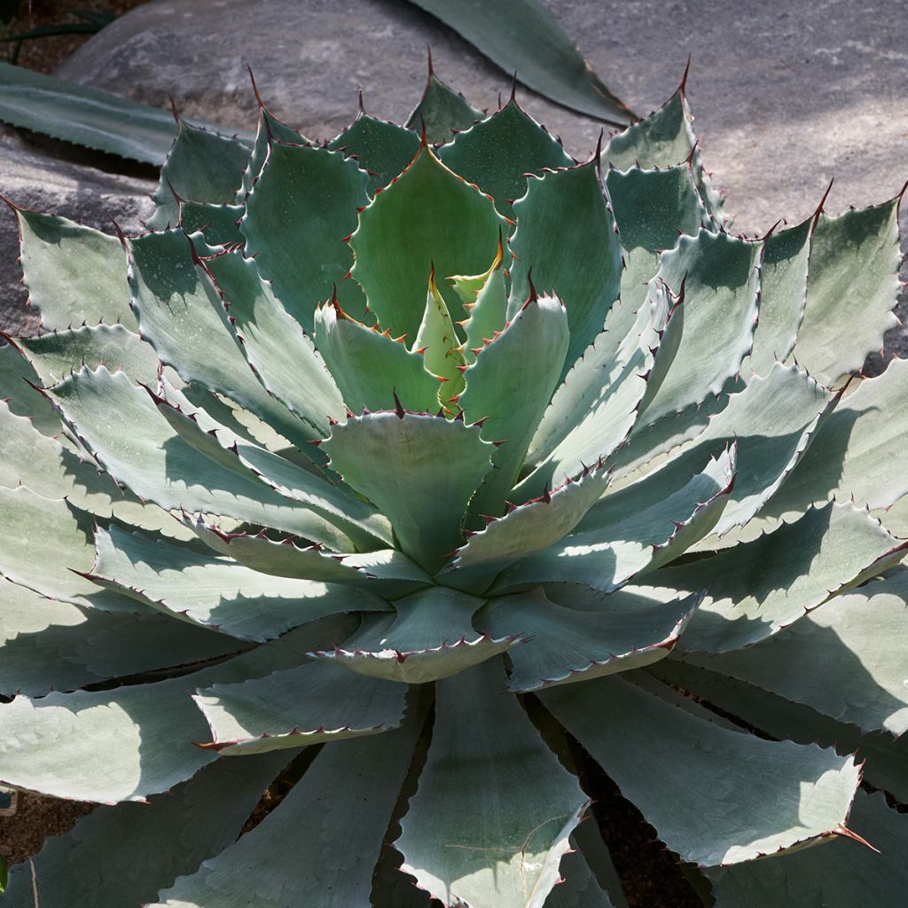 Agave potatorum var. verschaffeltii