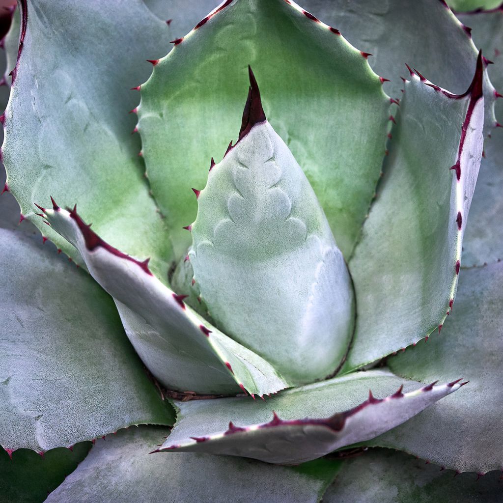 Agave potatorum var. verschaffeltii