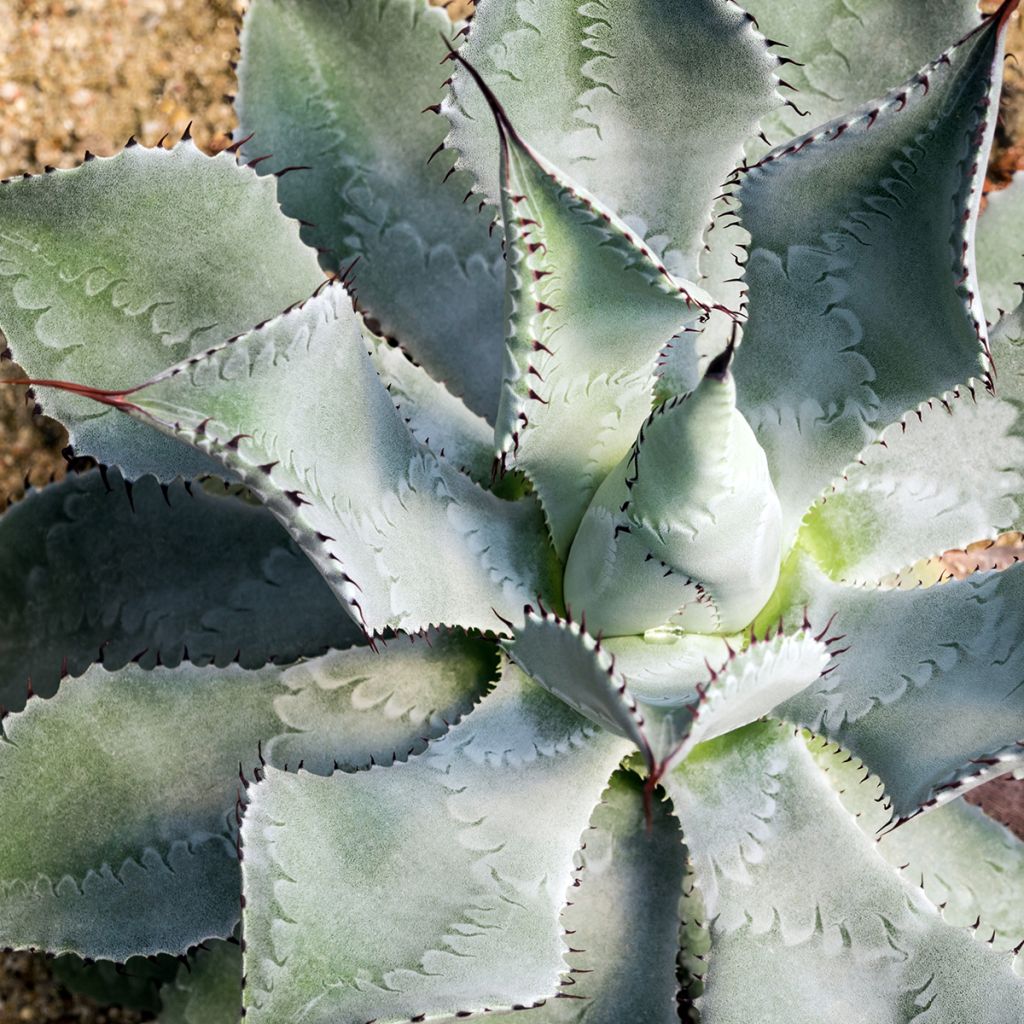 Agave potatorum var. verschaffeltii