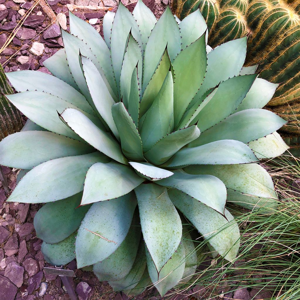 Agave potatorum var. verschaffeltii