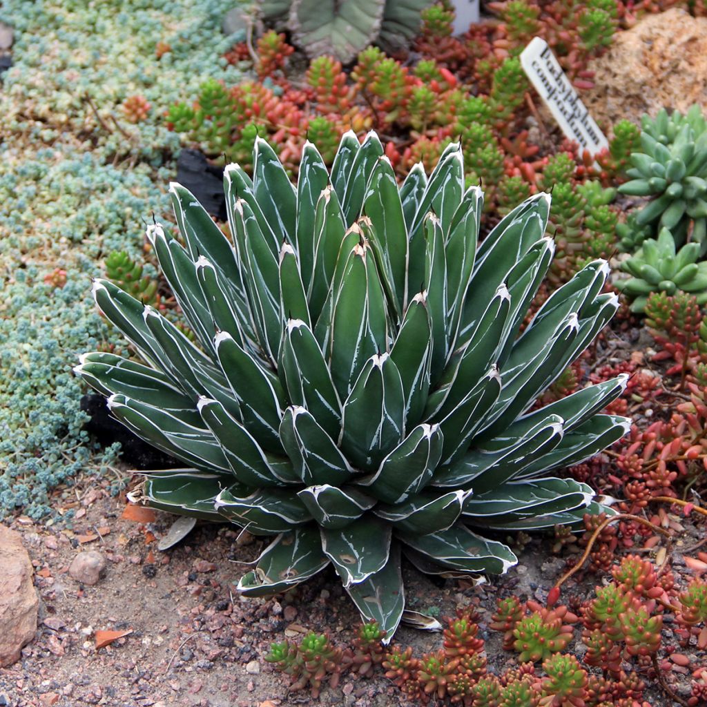 Agave victoriae reginae - Queen Victorias Agave