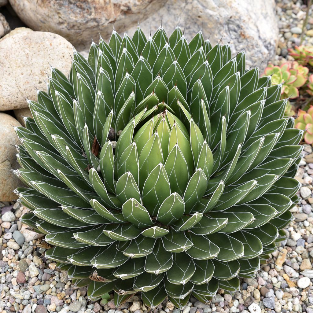 Agave victoriae reginae - Queen Victorias Agave