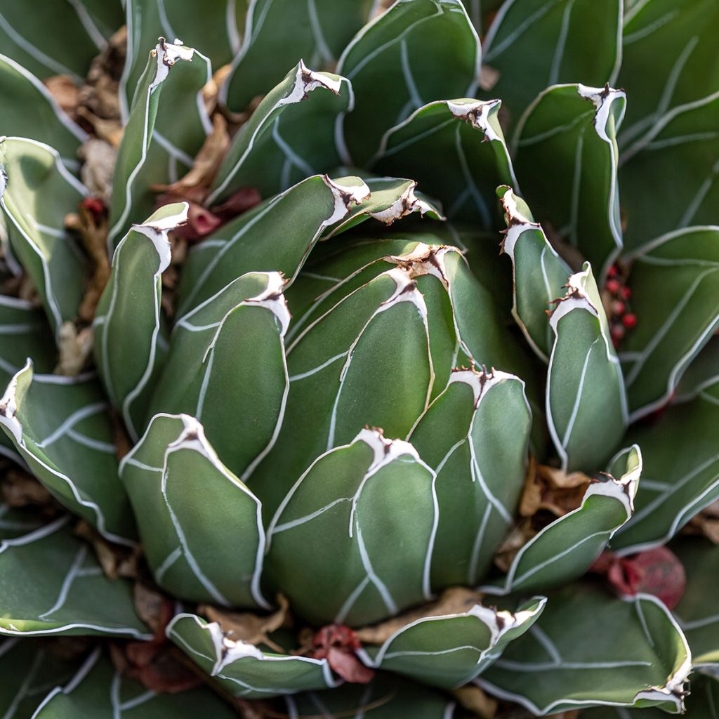 Agave victoriae reginae - Queen Victorias Agave